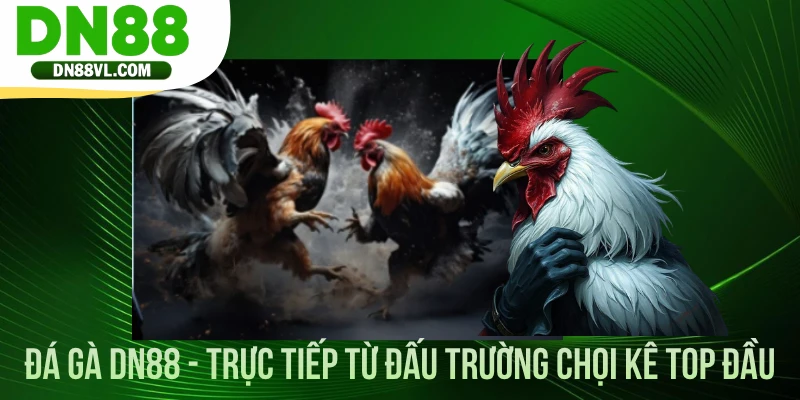 Đá Gà DN88 - Trực Tiếp Từ Đấu Trường Chọi Kê Top Đầu